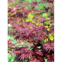 Japansk Ahorn 'Trompenburg' Acer Palmatum 'Trompenburg' Potte 10 Liter,- 60-80 Cm. -Tilbud Lys Haven Butik mi4038 acer palmatum trompenburg 0555