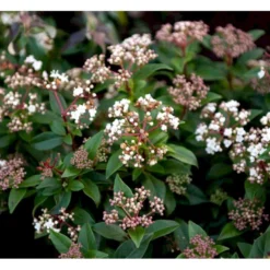 Vinter-snebolle Viburnum Tinus Potte 2,0 Liter,- 25-30 Cm. -Tilbud Lys Haven Butik mi4057 viburnum tinus c35f