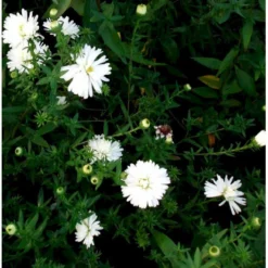Høstasters 'White Ladies' Aster Novi-belgii 'White Ladies' 1 Liter Potte 5 Høstasters 'White Ladies' Aster Novi-belgii 'White Ladies' 1 Liter Potte -Tilbud Lys Haven Butik mi4087 aster novi belgii white ladies a411