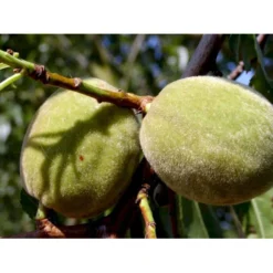 Sød Mandel Prunus Dulcis 5 Liter Potte