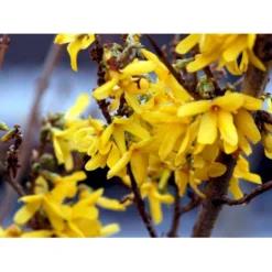 Forsytia 'Spectabilis' Forsythia Intermedia 'Spectabilis' Potte 6,5 Liter 60-80 Cm. -Tilbud Lys Haven Butik mi4122 forsythia intermedia spectabilis 2f11