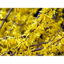 Forsytia 'Spectabilis' Forsythia Intermedia 'Spectabilis' Potte 6,5 Liter 60-80 Cm. -Tilbud Lys Haven Butik mi4122 forsythia intermedia spectabilis 4131