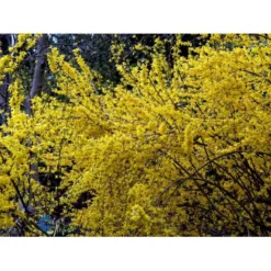 Forsytia 'Spectabilis' Forsythia Intermedia 'Spectabilis' Potte 6,5 Liter 60-80 Cm. -Tilbud Lys Haven Butik mi4122 forsythia intermedia spectabilis 5ff5