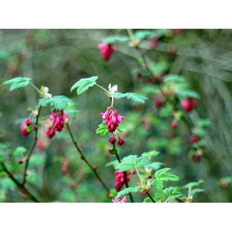 Blodribs 'King Edward VII' Ribes Sanguineum 'King Edward Vii' Potte 12 Liter,- 100-125 Cm. 4 Blodribs 'King Edward VII' Ribes Sanguineum 'King Edward Vii' Potte 12 Liter,- 100-125 Cm. - Billede 4