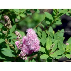 Spiræa 'Triumphans' Spiraea Billardii 'Triumphans' Potte 7,5 Liter 80-100 Cm. -Tilbud Lys Haven Butik mi4126 spiraea billardii triumphans 370c