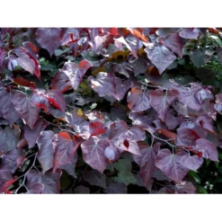 Judastræ 'Forest Pansy' Cercis Canadensis 'Forest Pansy' Potte 10 Liter 150-175 Cm. -Tilbud Lys Haven Butik mi4131 cercis canadensis forest pansy 00d3