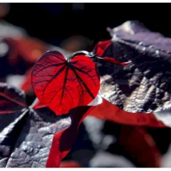 Judastræ 'Forest Pansy' Cercis Canadensis 'Forest Pansy' Potte 10 Liter 150-175 Cm.