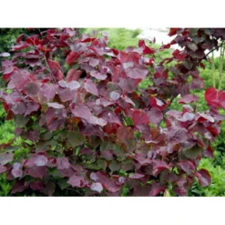 Judastræ 'Forest Pansy' Cercis Canadensis 'Forest Pansy' Potte 10 Liter 150-175 Cm. -Tilbud Lys Haven Butik mi4131 cercis canadensis forest pansy 8443