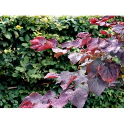 Judastræ 'Forest Pansy' Cercis Canadensis 'Forest Pansy' Potte 10 Liter 150-175 Cm. -Tilbud Lys Haven Butik mi4131 cercis canadensis forest pansy b108