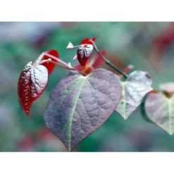 Judastræ 'Forest Pansy' Cercis Canadensis 'Forest Pansy' Potte 10 Liter 150-175 Cm. -Tilbud Lys Haven Butik mi4131 cercis canadensis forest pansy c736