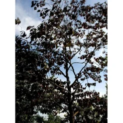 Judastræ 'Forest Pansy' Cercis Canadensis 'Forest Pansy' Potte 10 Liter 150-175 Cm. -Tilbud Lys Haven Butik mi4131 cercis canadensis forest pansy f7f8