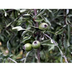 Pilebladet Pære Pyrus Salicifolia 'Pendula' Opstammet 180 Cm. 15 Liter Potte,- 2 års Krone -Tilbud Lys Haven Butik mi4139 pyrus salicifolia pendula 4b14