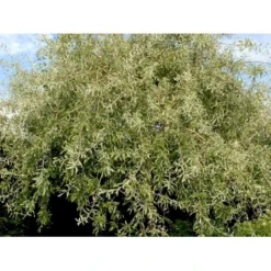 Pilebladet Pære Pyrus Salicifolia 'Pendula' Opstammet 180 Cm. 15 Liter Potte,- 2 års Krone -Tilbud Lys Haven Butik mi4139 pyrus salicifolia pendula 6b04