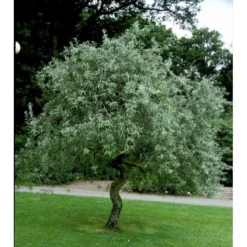 Pilebladet Pære Pyrus Salicifolia 'Pendula' Opstammet 180 Cm. 15 Liter Potte,- 2 års Krone -Tilbud Lys Haven Butik mi4139 pyrus salicifolia pendula e3ee