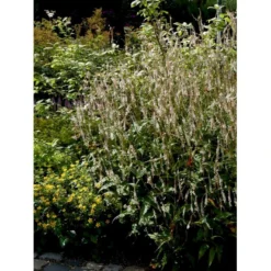 Kertepileurt 'Alba' Persicaria Amplexicaulis 'Alba' Potte 2 Liter. -Tilbud Lys Haven Butik mi4144 persicaria amplexicaulis alba 5997