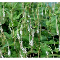 Kertepileurt 'Alba' Persicaria Amplexicaulis 'Alba' Potte 2 Liter.