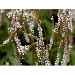 Kertepileurt 'Alba' Persicaria Amplexicaulis 'Alba' Potte 2 Liter. -Tilbud Lys Haven Butik mi4144 persicaria amplexicaulis alba e6f9