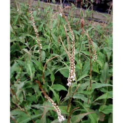 Kertepileurt 'Alba' Persicaria Amplexicaulis 'Alba' Potte 2 Liter. -Tilbud Lys Haven Butik mi4144 persicaria amplexicaulis alba f909