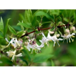 Busk-kaprifolie Lonicera Fragrantissima Potte 10 Liter,- 60-80 Cm. -Tilbud Lys Haven Butik mi4151 lonicera fragrantissima fede
