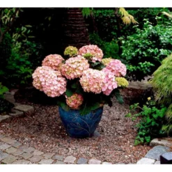 Hortensia 'Dorthea' Hydrangea Macrophylla 'Dorthea' 3,5 Liter Potte -Tilbud Lys Haven Butik mi4180 hydrangea macrophylla dorthea 97f0