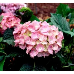 Hortensia 'Dorthea' Hydrangea Macrophylla 'Dorthea' 3,5 Liter Potte