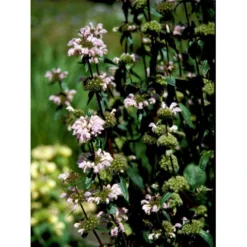 Knoldet Løvehale Phlomis Tuberosa 1 Liter Potte