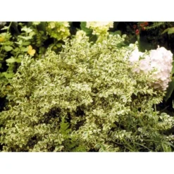 Hvidbroget Buksbom Buxus Sempervirens 'Elegans' Med Klump,- 50-60 Cm.