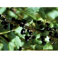 Solbær 'Ben Alder' Ribes Nigrum 'Ben Alder' 3,5 Liter Potte -Tilbud Lys Haven Butik mi4197 ribes nigrum 992f