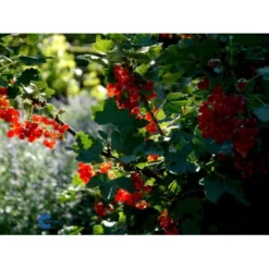 Ribs 'Rote Hollander' Ribes Rubrum 'Rote Hollander' 5 Liter Potte