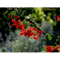 Ribs 'Rote Hollander' Ribes Rubrum 'Rote Hollander' 5 Liter Potte -Tilbud Lys Haven Butik mi4212 ribes rubrum rote hollander d119