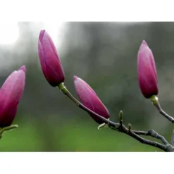 Magnolia 'Galaxy' Magnolia Fraseri 'Galaxy' Trådklump,- 175-200 Cm. 9 Magnolia 'Galaxy' Magnolia Fraseri 'Galaxy' Trådklump,- 175-200 Cm. -Tilbud Lys Haven Butik mi4227 magnolia galaxy 3c85