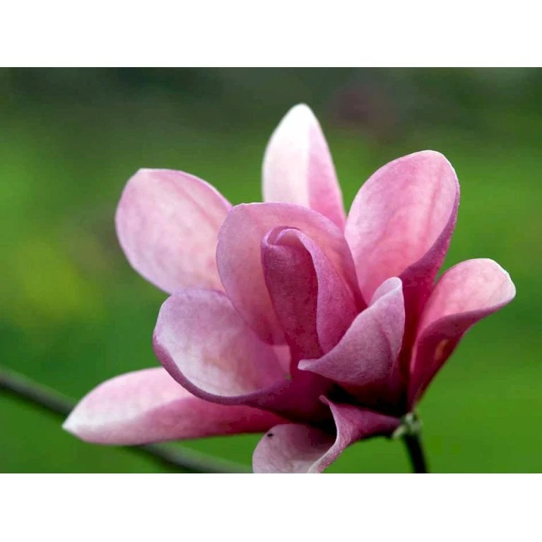 Magnolia 'Galaxy' Magnolia Fraseri 'Galaxy' Trådklump,- 175-200 Cm. 1 Magnolia 'Galaxy' Magnolia Fraseri 'Galaxy' Trådklump,- 175-200 Cm.