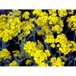 Guldslør Aurina (alyssum) Saxatile 'Goldkugel' 10 Cm. Potte -Tilbud Lys Haven Butik mi4348 aurinia saxatalis goldkugel 2a45