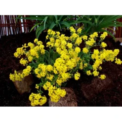 Guldslør Aurina (alyssum) Saxatile 'Goldkugel' 10 Cm. Potte -Tilbud Lys Haven Butik mi4348 aurinia saxatalis goldkugel 6c01