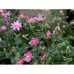 Høstanemone 'Prinz Heinrich' Anemone Japonica-hybrid 'Prinz Heinrich' 1 Liter Potte -Tilbud Lys Haven Butik mi4350 anemone hupehensis prinz heinrich 1c08