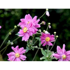 Høstanemone 'Prinz Heinrich' Anemone Japonica-hybrid 'Prinz Heinrich' 1 Liter Potte -Tilbud Lys Haven Butik mi4350 anemone hupehensis prinz heinrich 9f53