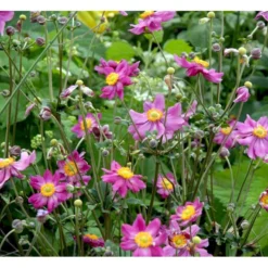 Høstanemone 'Prinz Heinrich' Anemone Japonica-hybrid 'Prinz Heinrich' 1 Liter Potte