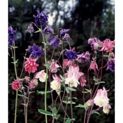 Kortsporet Akeleje Aquilegia Vulgaris 1 Liter Potte