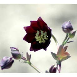 Akeleje Aquilegia Vulg. 'Black Barlow' 1 Liter Potte -Tilbud Lys Haven Butik mi4355 aquilegia vulgaris black barlow 2d2f
