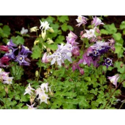 Akeleje 'Biedermeier' Aquilegia Flabellata 'Biedermeier' 1 Liter Potte
