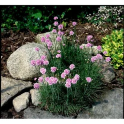 Engelsk Græs 'Rosea Compacta' Armeria Maritima 'Rosea Compacta' 10 Cm. Potte -Tilbud Lys Haven Butik mi4369 armeria maritima rosea compacta 0ad8