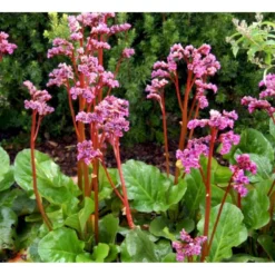 Kæmpestenbræk 'Eroica' Bergenia Cordifolia 'Eroica'® 1 Liter Potte