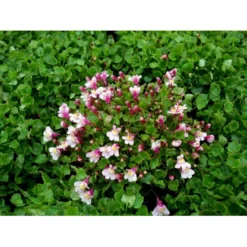 Vedbend-Torskemund Cymbalaria Muralis 'Globosa Rosea' 10 Cm. Potte -Tilbud Lys Haven Butik mi4390 cymbalaria muralis globosa rosea 611c