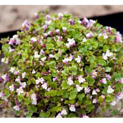 Vedbend-Torskemund Cymbalaria Muralis 'Globosa Rosea' 10 Cm. Potte