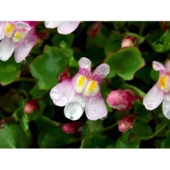 Vedbend-Torskemund Cymbalaria Muralis 'Globosa Rosea' 10 Cm. Potte -Tilbud Lys Haven Butik mi4390 cymbalaria muralis globosa rosea 82c8