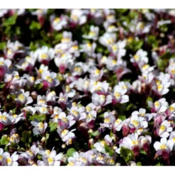 Vedbend-Torskemund Cymbalaria Muralis 'Globosa Rosea' 10 Cm. Potte -Tilbud Lys Haven Butik mi4390 cymbalaria muralis globosa rosea b996