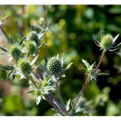 Russisk Mandstro Eryngium Planum Bakke Med 12 Stk. -Tilbud Lys Haven Butik mi4395 eryngium planum 2995