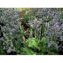 Russisk Mandstro Eryngium Planum Bakke Med 12 Stk. -Tilbud Lys Haven Butik mi4395 eryngium planum 2f06