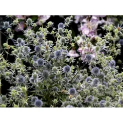 Russisk Mandstro Eryngium Planum Bakke Med 12 Stk. -Tilbud Lys Haven Butik mi4395 eryngium planum 59ce