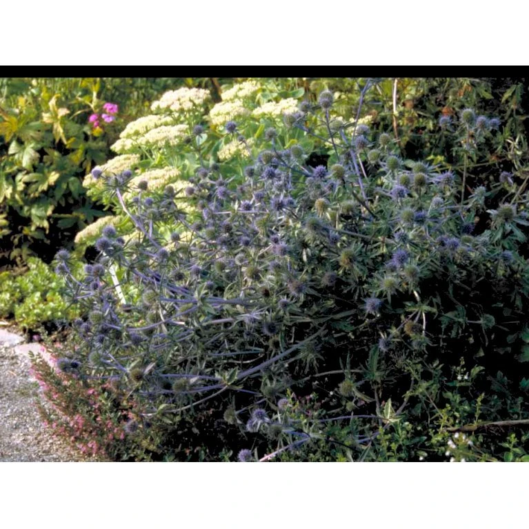 Russisk Mandstro Eryngium Planum 'Blauekappe' 1 Liter Potte 3 Russisk Mandstro Eryngium Planum 'Blauekappe' 1 Liter Potte - Billede 3